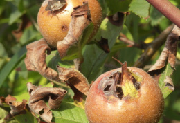 Mespilus germanica, Néflier d'Allemagne