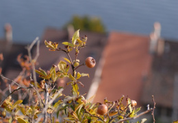 Mespilus germanica, Néflier d'Allemagne