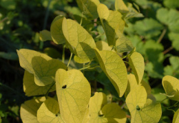 Aristolochia clematitis, Aristoloche commune