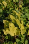 Aristolochia clematitis, Aristoloche commune