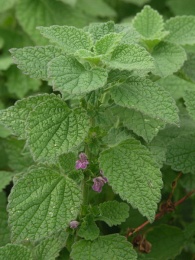 Ballota nigra subsp. meridionalis, Ballote fétide