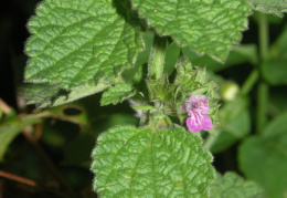 Ballota nigra subsp. meridionalis, Ballote fétide