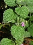 Ballota nigra subsp. meridionalis, Ballote fétide