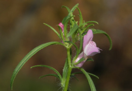 Misopates orontium, Muflier des champs