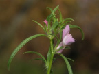 Misopates orontium, Muflier des champs