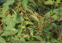 Cuscuta europaea, Cuscute d'Europe