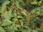 Cuscuta europaea, Cuscute d'Europe