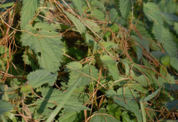 Cuscuta europaea, Cuscute d'Europe