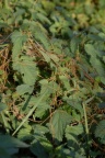 Cuscuta europaea, Cuscute d'Europe