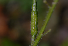 Sinapis alba, Moutarde blanche