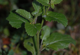 Sinapis alba, Moutarde blanche