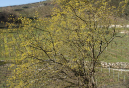 Cornus mas, Cornouiller mâle