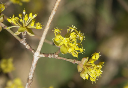 Cornus mas, Cornouiller mâle