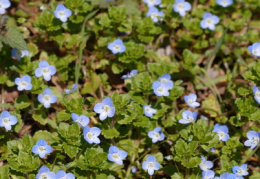 Veronica persica, Véronique de Perse