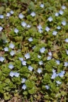 Veronica persica, Véronique de Perse