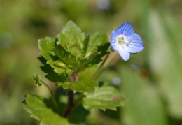 Veronica persica, Véronique de Perse