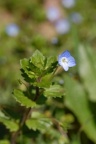 Veronica persica, Véronique de Perse