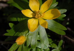 Eranthis hyemalis, Éranthe d'hiver