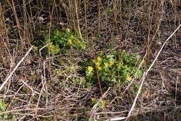 Eranthis hyemalis, Éranthe d'hiver