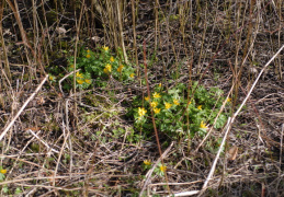 Eranthis hyemalis, Éranthe d'hiver