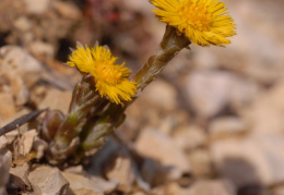 Tussilago farfara, Tussilage