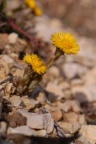 Tussilago farfara, Tussilage