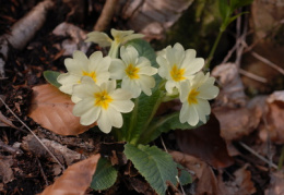 Primula acaulis, Primevère acaule