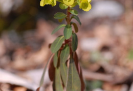 Euphorbia amygdaloides, Euphorbe à feuilles d'amandier