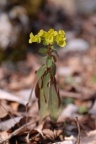 Euphorbia amygdaloides, Euphorbe à feuilles d'amandier