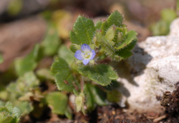 Veronica hederifolia, Véronique à feuilles de lierre