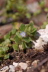Veronica hederifolia, Véronique à feuilles de lierre