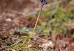 Muscari racemosum, Muscari à grappe