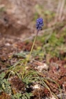 Muscari racemosum, Muscari à grappe