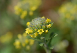 Alyssum alyssoides, Alysson annuel