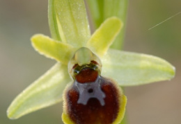 Ophrys araneola, Ophrys araignée précoce