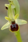 Ophrys araneola, Ophrys araignée précoce