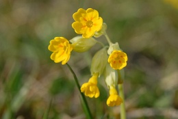 Primula veris, Primevère du printemps