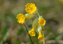 Primula veris, Primevère du printemps