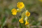 Primula veris, Primevère du printemps