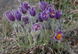 Pulsatilla vulgaris, Pulsatille commune