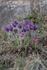 Pulsatilla vulgaris, Pulsatille commune