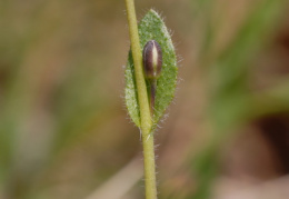 Arabis hirsuta, Arabette hérissée