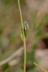 Arabis hirsuta, Arabette hérissée