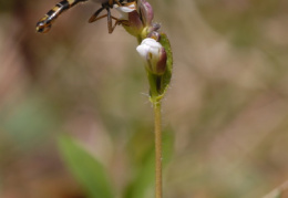 Arabis hirsuta, Arabette hérissée