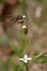 Arabis hirsuta, Arabette hérissée