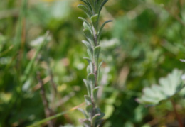 Alyssum alyssoides, Alysson annuel