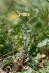 Alyssum alyssoides, Alysson annuel