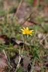 Ranunculus ficaria, Ficaire