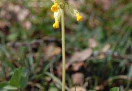 Primula veris, Primevère du printemps