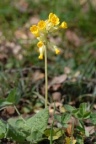 Primula veris, Primevère du printemps